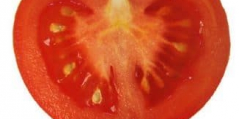 Kako uzgajati paradajz u otvorenom tlu - tehnologija uzgoja